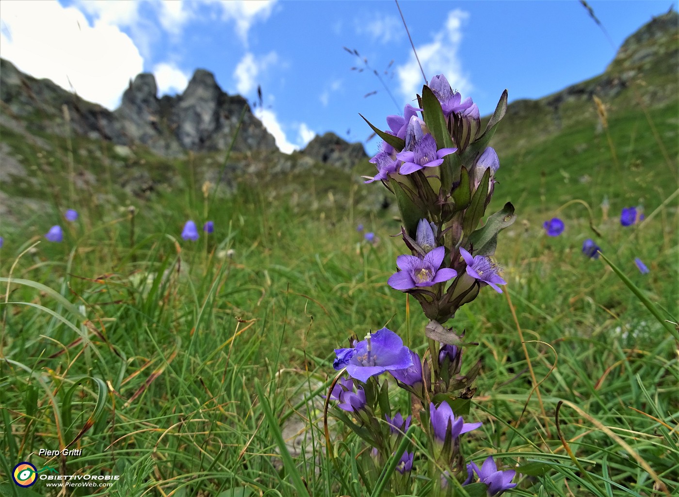 42 Genzianella germanica (Gentianella germanica) in fiore per il Valletto.JPG